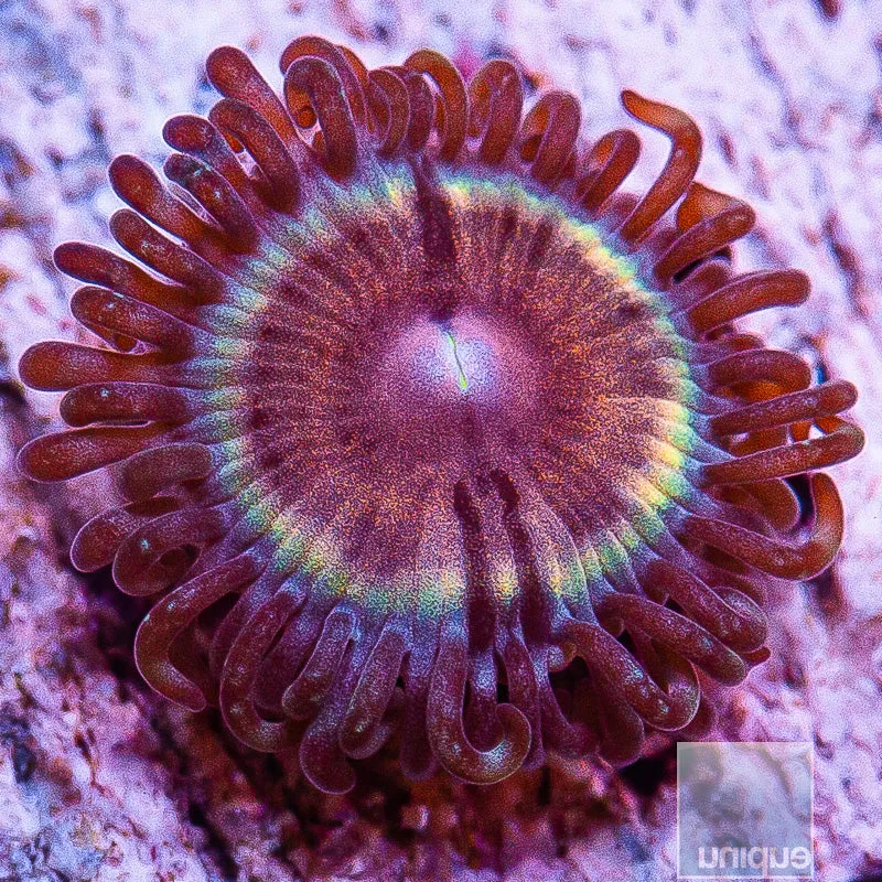 Zoanthus sp. JF Sonic Flare Zoanthid- WYSIWYG Frag Zoa/Paly